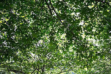 联盟国服翻译整大活，斯莫德大招真的喊妈了